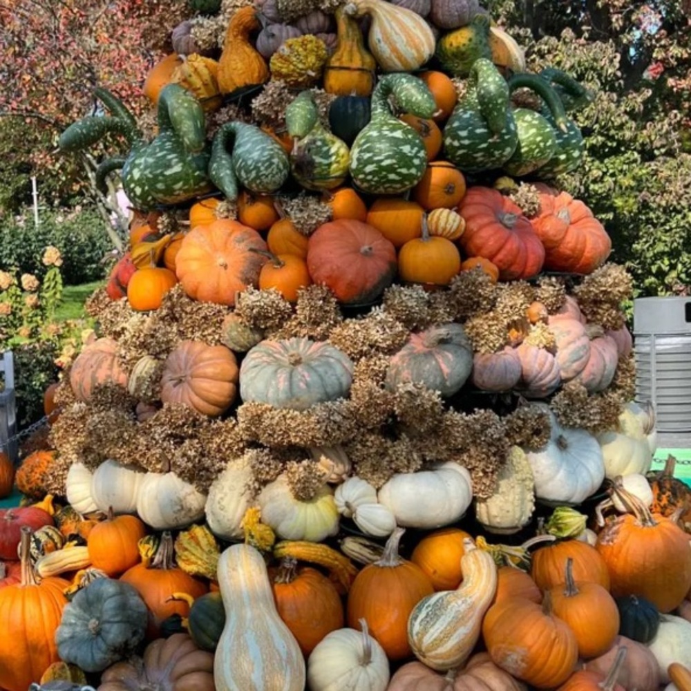 Colors of the season! ✨🦙🍄🪵🔥🍁🍂🎃🥧☕️